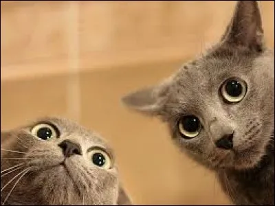 Quel est le meilleur Clan ?