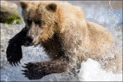 Où vit l'ours ''kodiak'' , un des plus gros carnivores du monde ?