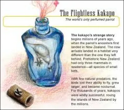 Qu'est-ce que le ''kakapo'' ?