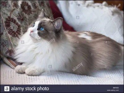 Est-ce un mâle,une femelle,un bébé ?enfant