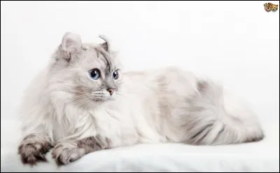 Quelle est cette race ?