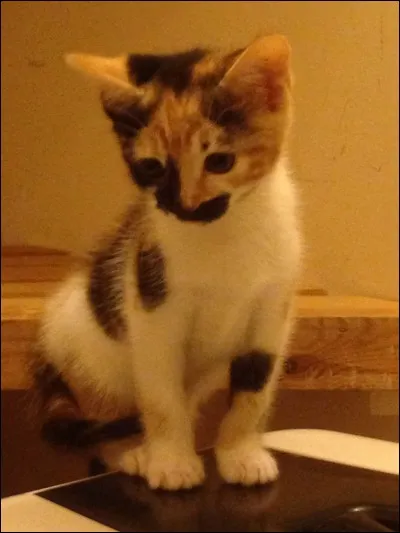 Quelle est cette race ?