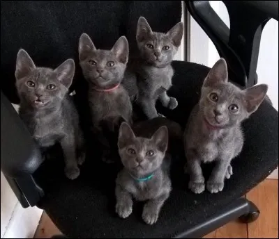 Quelle est cette race ?