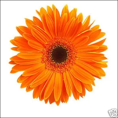 Comment dit-on "orange" en anglais ?