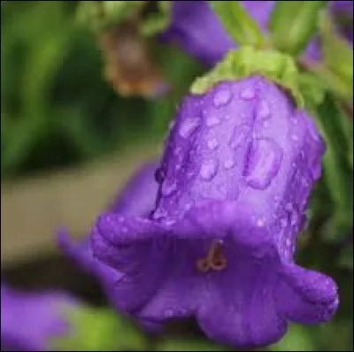 Comment dit-on "violet" en anglais ?