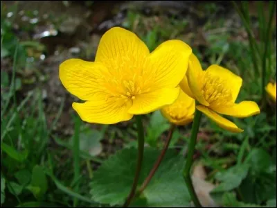 Comment dit-on "jaune'' en anglais ?