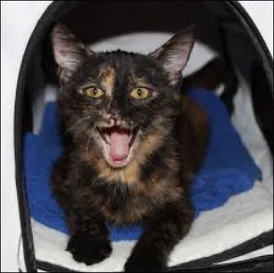 Êtes-vous bavard(e) ?