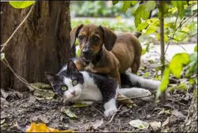 Êtes-vous en bonne entente avec les animaux ?