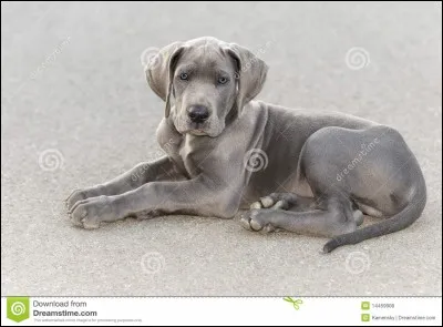 Ou la la la ! Je me demande quel est ce chien ?