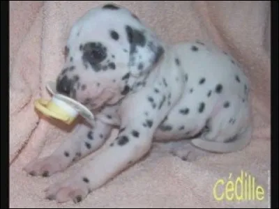 Je ne sais pas la race de ce chien !