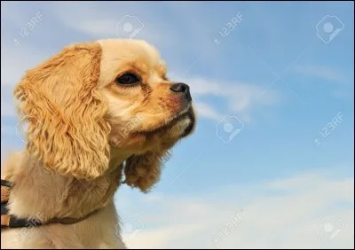 Je ne vois pas trop ce que c'est, comme race de chien...