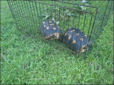 Onzième album du groupe anglais Genesis (1981) !