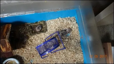 Chanté par Elvis Presley, Leonard Cohen et beaucoup, beaucoup d'autres !