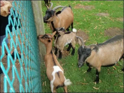Etat pathologique du sang présentant une réaction acide, significative du diabète grave !