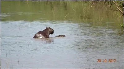 Morceau de bois passé dans les ridelles d'une charrette, il aide à soutenir la charge !