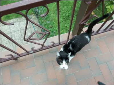 Bananier des Philippines, qui fournit une matière textile, le chanvre de Manille !