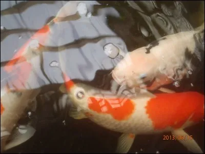 Filet de pêche carré, appelé aussi carrelet !