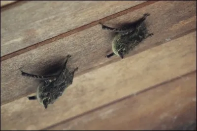 Gamète mâle chez les végétaux !