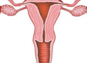 Quiz Anatomie de l'appareil gnital fminin