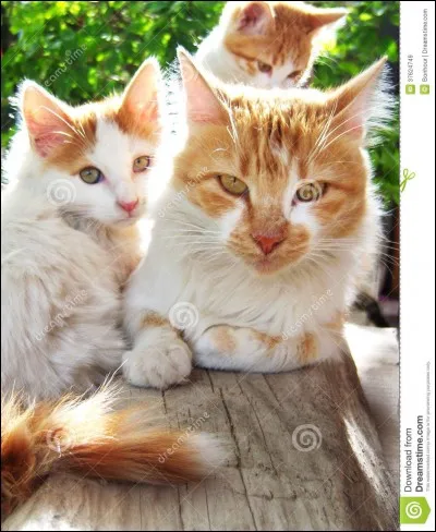 On te demande de choisir entre le pouvoir ou avoir une vraie famille et &ecirc;tre heureux. Que fais-tu ?