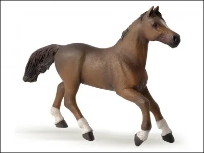 Quelle est la race de ce cheval ?
