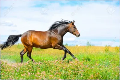 Quelle est cette allure ?