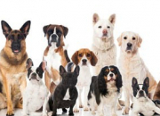 Test Quelle race de chien est faite pour toi ?