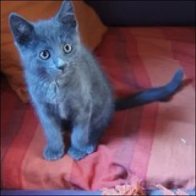 Quelle est la race de ce chat ?