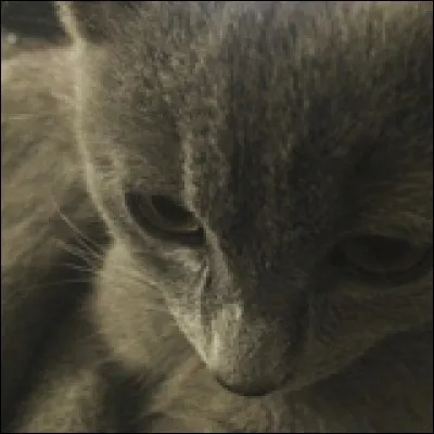 Quelle est la race de ce chaton ?