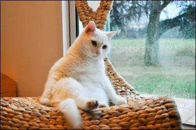 Quelle est la race de ce chat ?