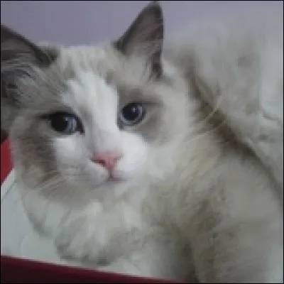 Quelle est la race de ce chat ?