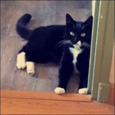 Quelle est la race de ce chat ?