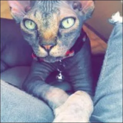 Quelle est la race de ce chat ?