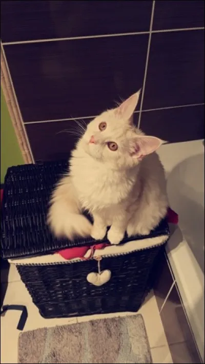Quelle est la race de ce chat ?