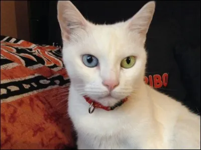 Quelle est la race de ce chat ?