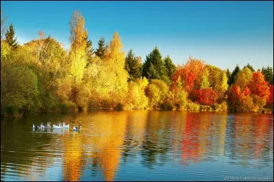 Qui a chanté "L'Été indien" ?