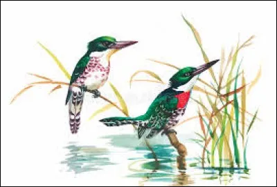 Au Sahara, végétation qui se constitue de plantes éphémères, après une averse :