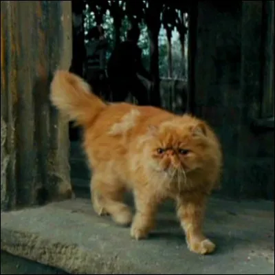 Dans la saga "Harry Potter", comment s'appelle le chat roux d'Hermione Granger ?
