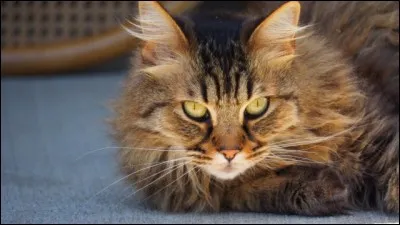 A qui doit-on la chanson "Le Chat", d'où sont extraites ces paroles : "A pas de velours / Il vole l'amour / C'est un chat..." ?