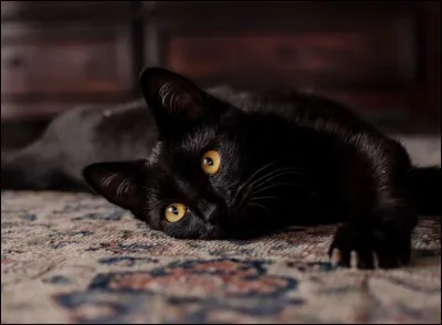 Qu'était le Chat Noir, fondé en 1881 par Rodolphe Salis et situé à Montmartre ?