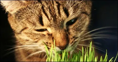Quelle herbe a été surnommée "l'herbe à chat" ?