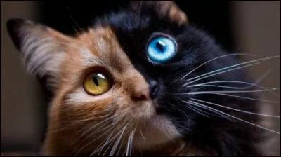 A quelle romancière doit-on le roman "La Chatte" ?