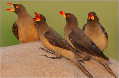 On trouve deux espèces de piquebufs dans cette région. Quelle est celle avec du rouge et du jaune sur le bec ?