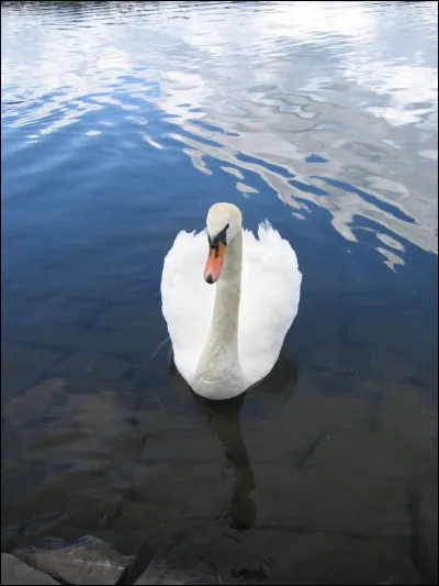 De tous les cygnes, le cygne trompette est généralement considéré comme étant...