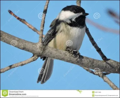 Lequel de ces noms d'oiseaux désigne, en fait, une mésange à tête noire en Amérique du Nord ?