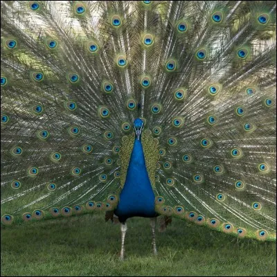 Certains oiseaux font une danse spéciale à la période des accouplements. Comment celle-ci s'appelle-t-elle ?