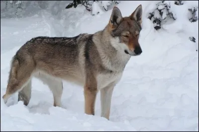 Trouvez sa race créée en 1955 :