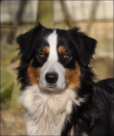 Connaissez-vous ce chien vif et intelligent ?