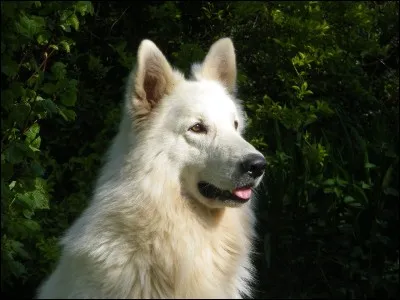 Comment s'appelle ce chien dont la race est reconnue depuis 2002 ?