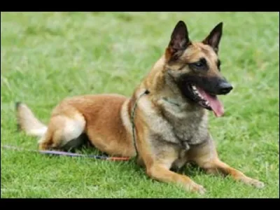 Quel est cet excellent chien de garde, utilisé pour de nombreuses tâches ?